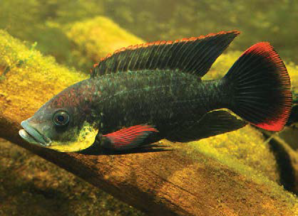 Tilapia in South East Queensland