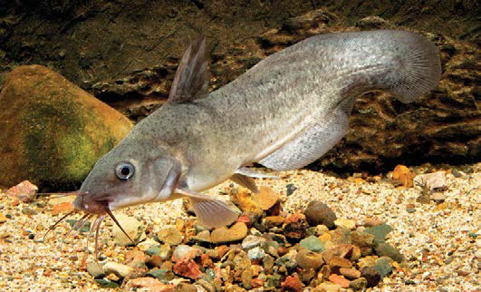 A Short Tale of the Eel-tailed Cat Fish - Land for Wildlife