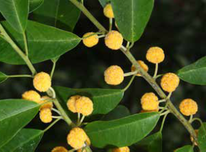 Cockspurn Thorn