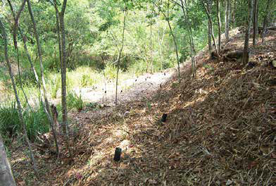 image of bank erosion moggill creek