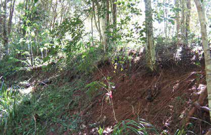 image of bank erosion moggill creek