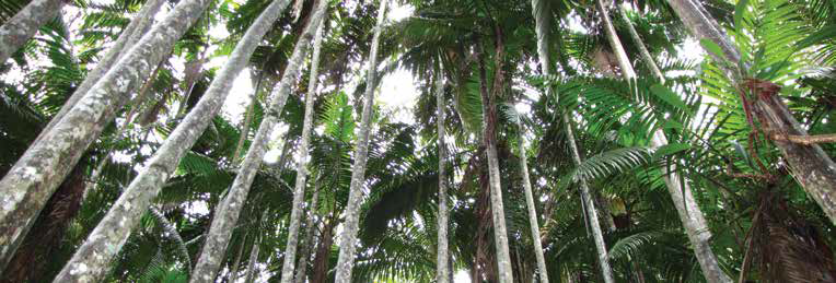 Piccabeen Palms on the Blackall Range