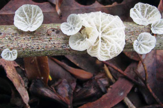 A Fascination with Fungi and their Role in Restoring Rainforest