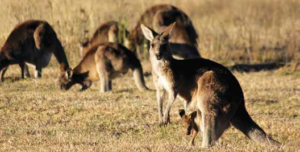 A Kangaroo Refuge