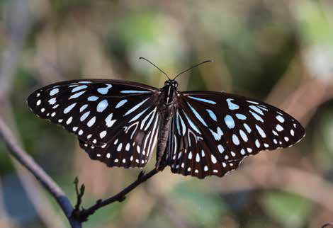 The Blue Tiger Migration