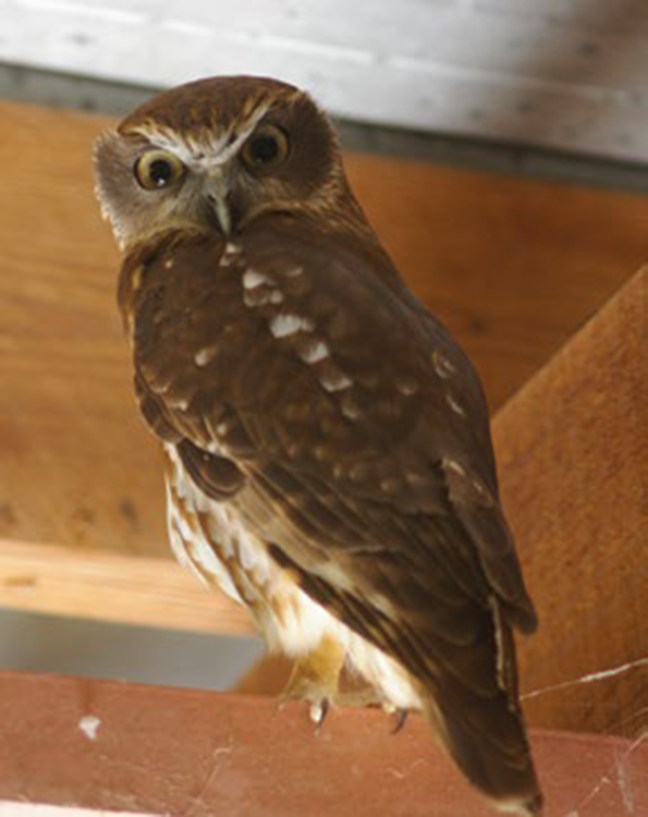 boobook owl taking up shelter in carport