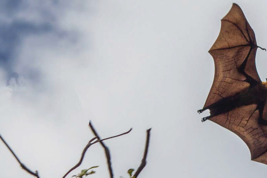A Deadly Recipe: Flying-foxes, extreme heat and climate change