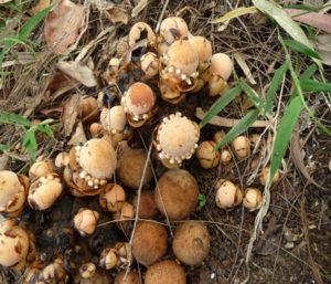 The strange, fungus-looking plant Balanophora fungosa