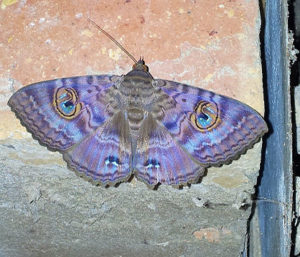 The beautiful Granny's Cloak Moth