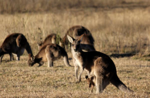 Kangaroos in padock