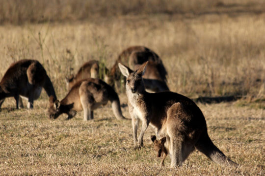 Sunshine Coast: A Kangaroo Refuge