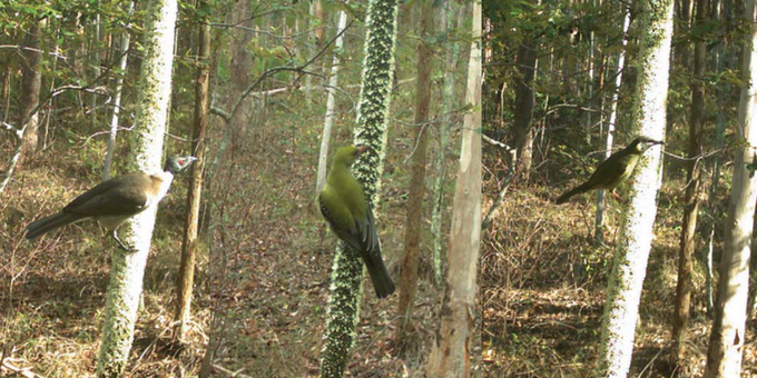 friarbird