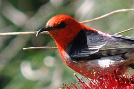 Thousands of Honeyeaters Migrate