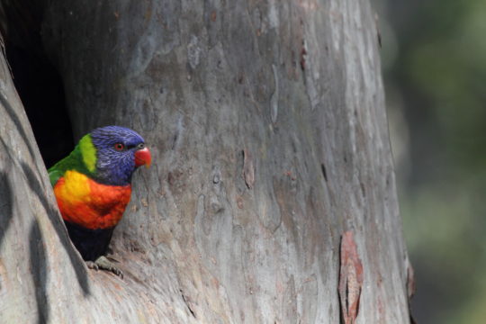 High Density Living: Birds using tree hollows