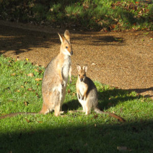 Red-necked Wallabies