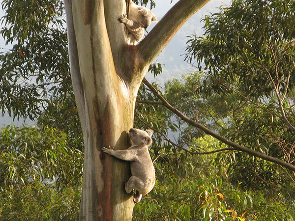Male Koalas in pursuit of females