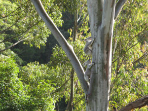 Male Koalas in pursuit of females.