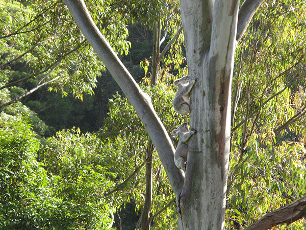 Male Koalas in pursuit of females