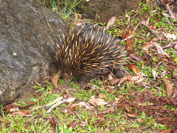 Echidna Regularly seen Wildlife