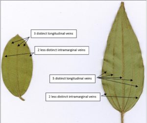 An image of Melastome Leaf comparison