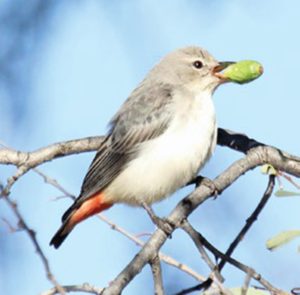 mistetoe bird