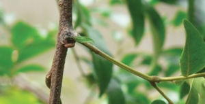 mistletoe brush