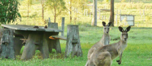 Our Little Farm Forestry