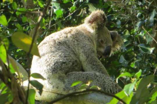 Meet Your Local Koala Cluster