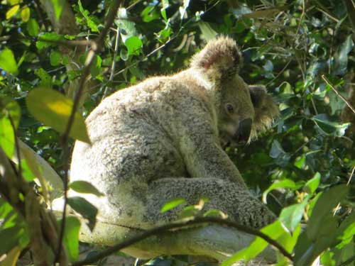 QYC Koala