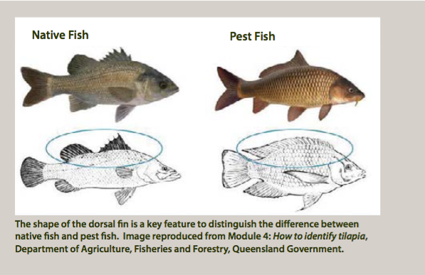 Australian Freshwater Fish Chart