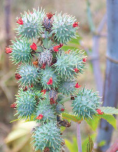 spikey pods