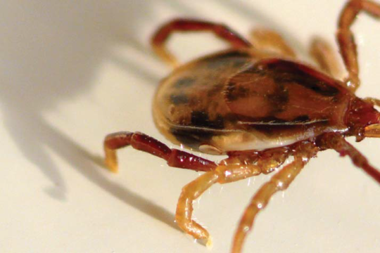 Ticks: The unwanted wildlife