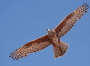 red goshawk