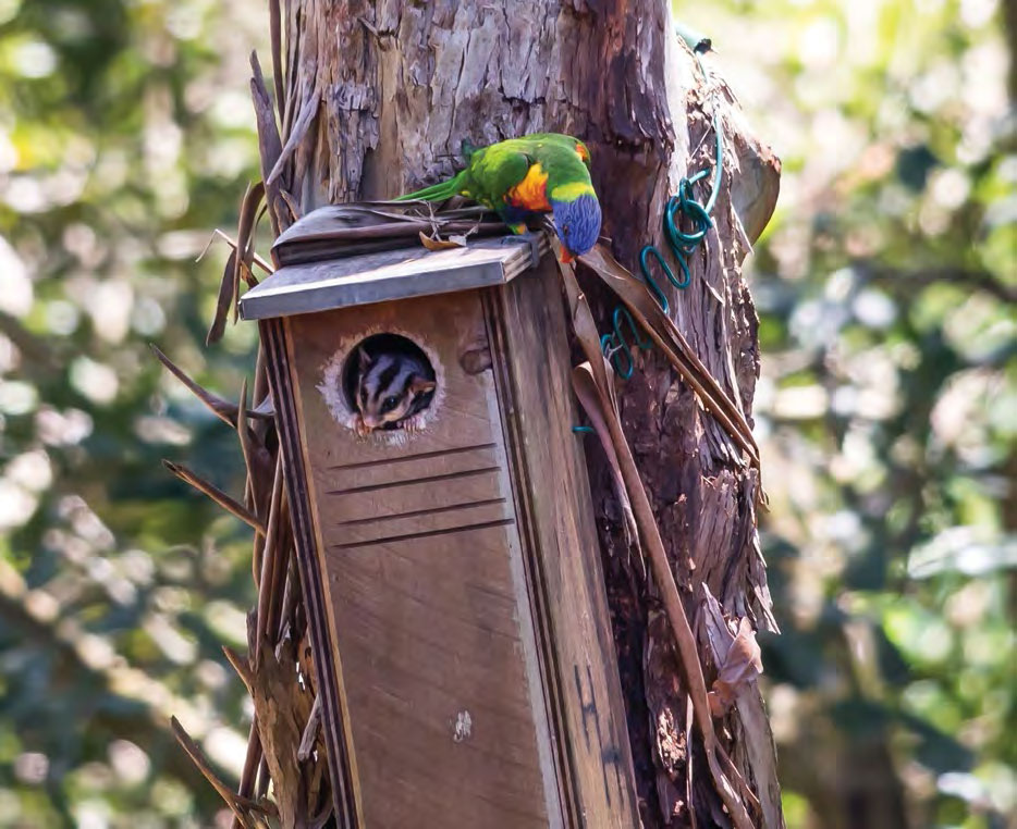Rainbow Lorikeet and Sugar Glider in a nest box