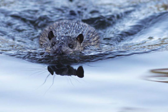 The Australian Water Rat: A little known aquatic predator