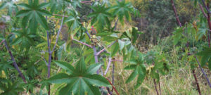 castor-oil-plant