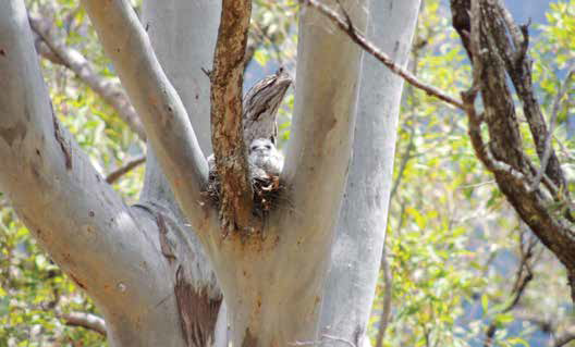 A Tawny Frogmouth nest with fluffy, white nestlings