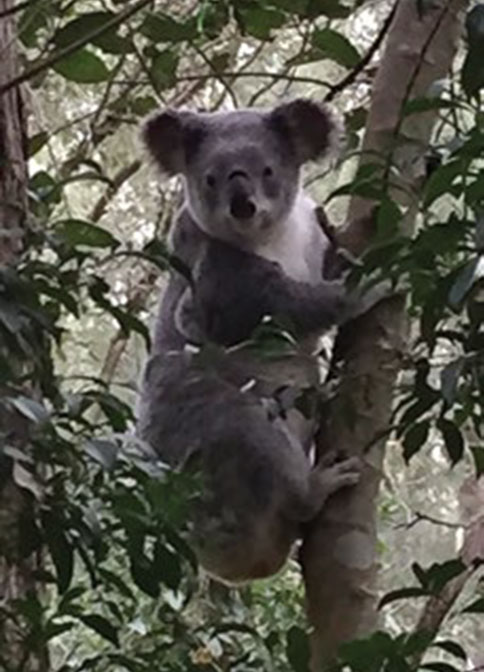 koala-remnant-forest