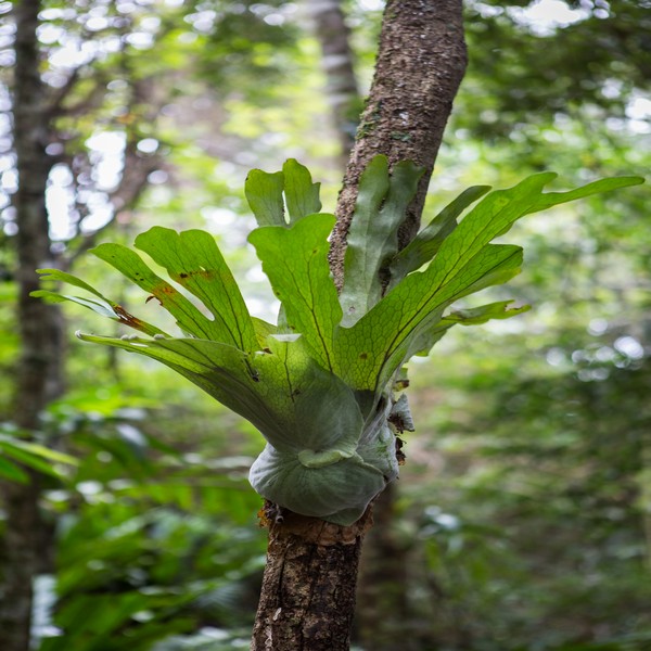 Noosa flora