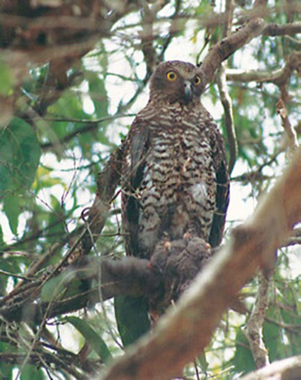 Powerful Owl clutching its prey