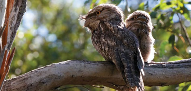 Sunning Frogmouths