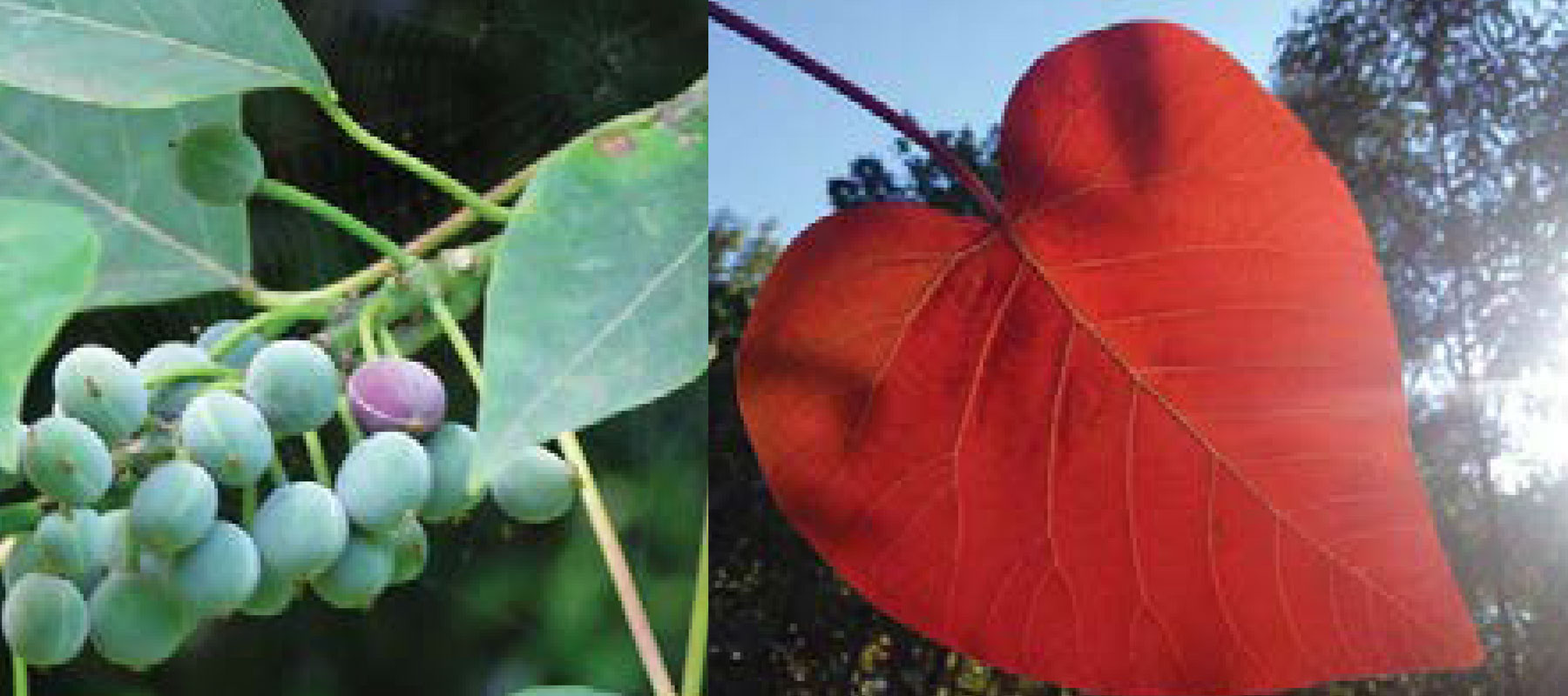 fruit and red heart shapped leaf