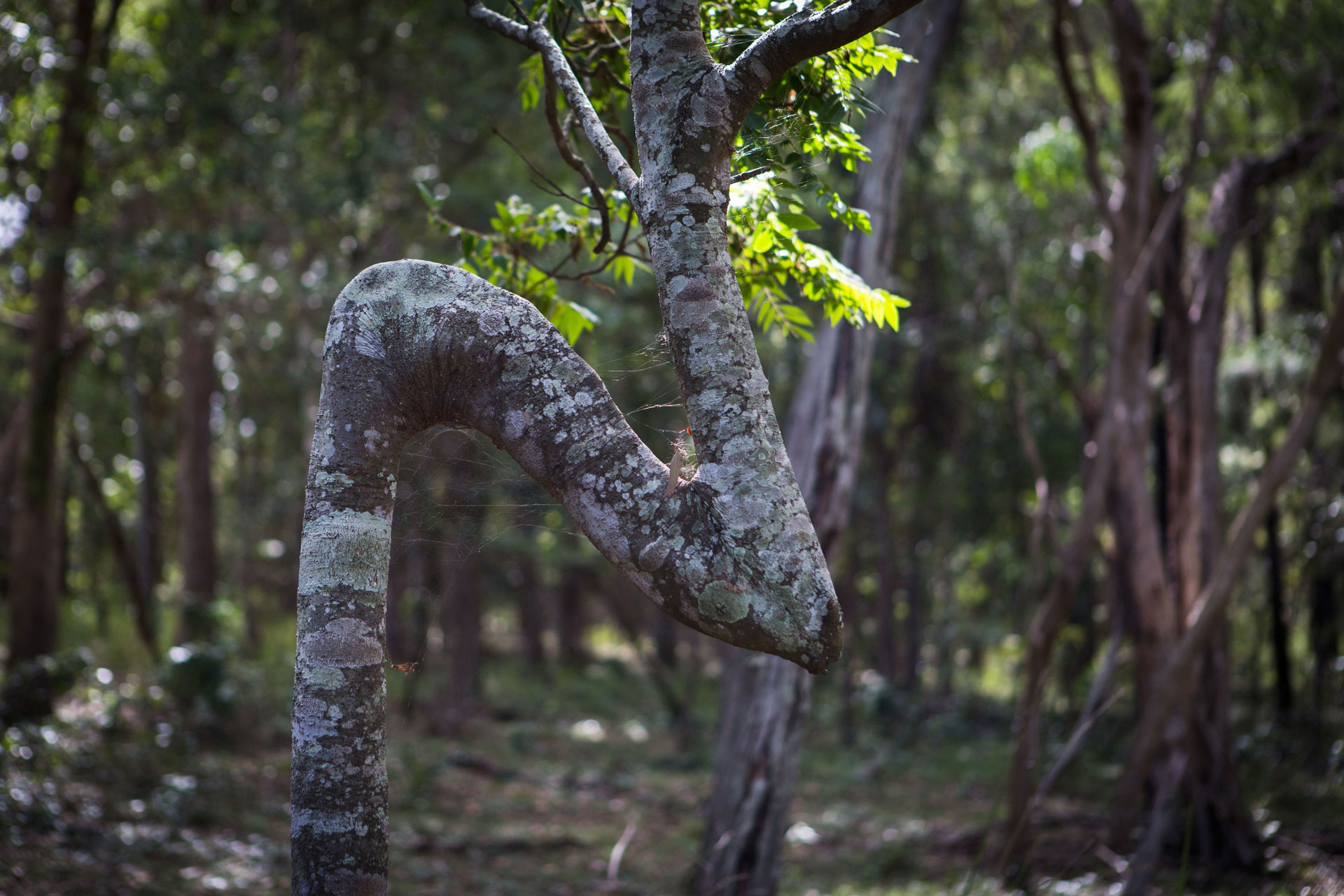 Greater Gliders in western Brisbane Land for Wildlife