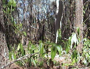 Brisbane Gumdale Monkey Rope Vine