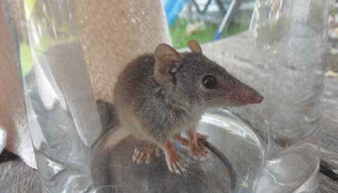 Introducing the Buff-footed Antechinus
