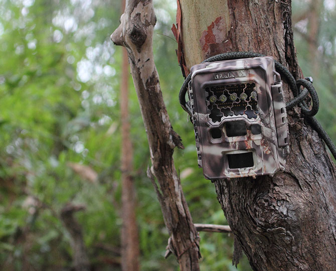 Land for Wildlife Camera installed on a tree