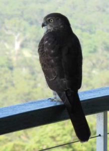 Collared Sparrowhawk