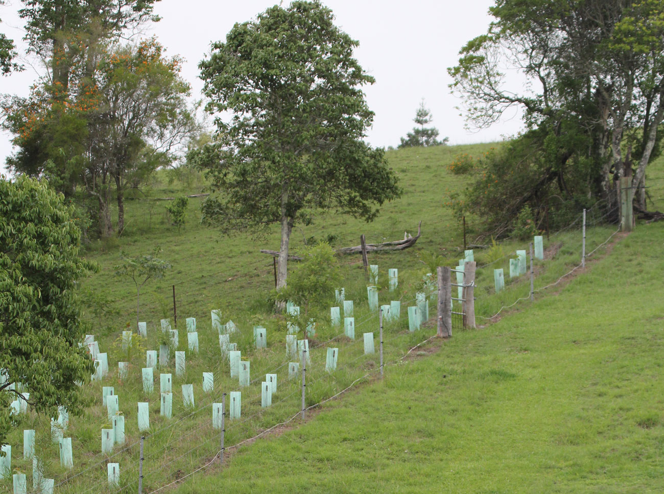 Connecting Vegetation