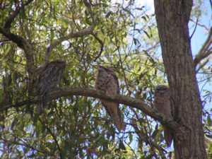 A Family of Tawny Frogmouths
