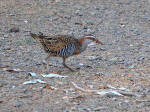 Buff-banded Rails are taking advantage of the restored habitat.